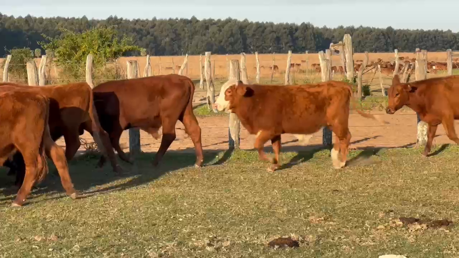 Lote 255 Novillitos