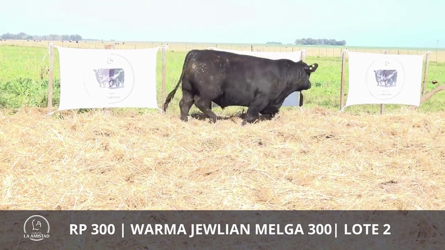 Lote TOROS PUROS DE PEDIGREE