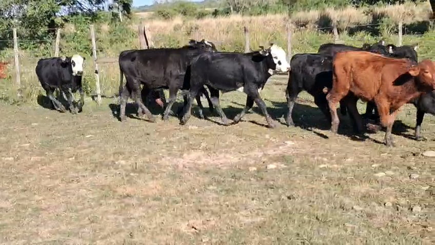 Lote 24 Terneros/as en Corrientes, Itatí