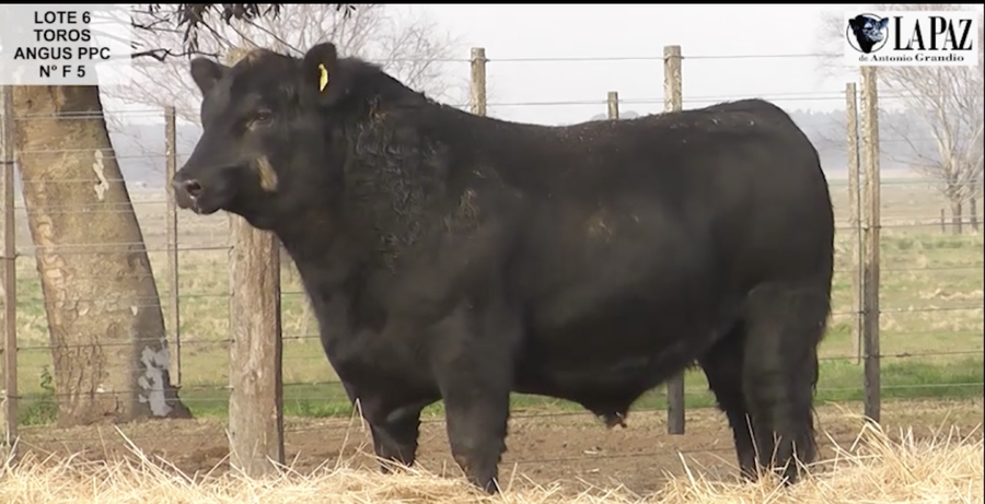 Lote TOROS PUROS POR CRUZA