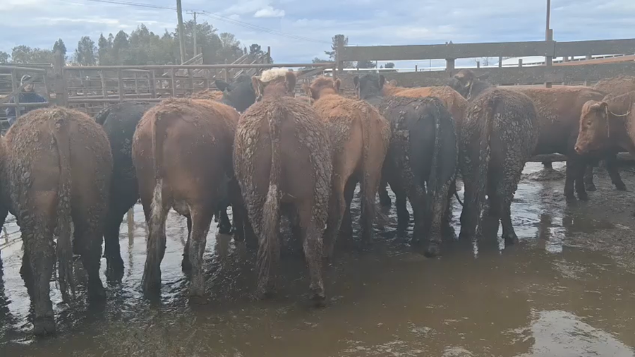 Lote 20 Novillo Gordo en Los Ángeles, VIII Región Biobío