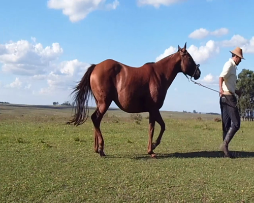 Lote SAN CARLOS MALENA