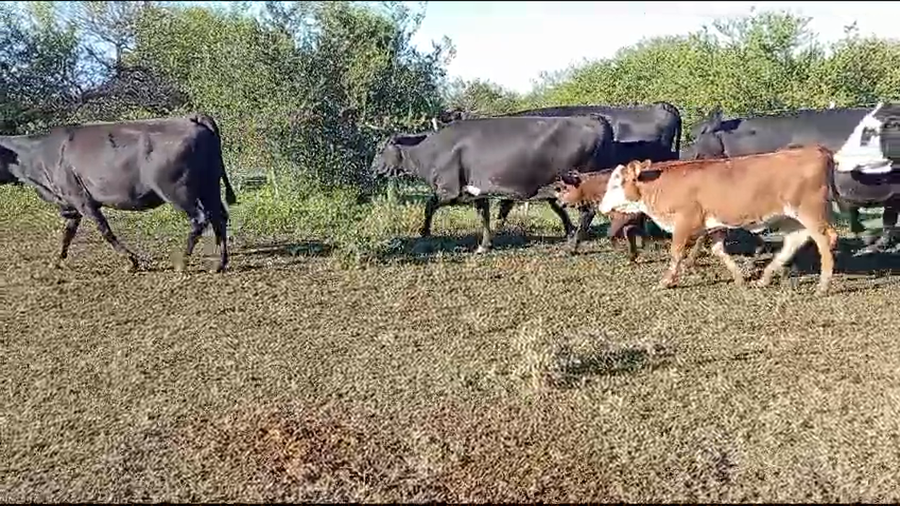 Lote 140 Vacas medio uso C/ cria