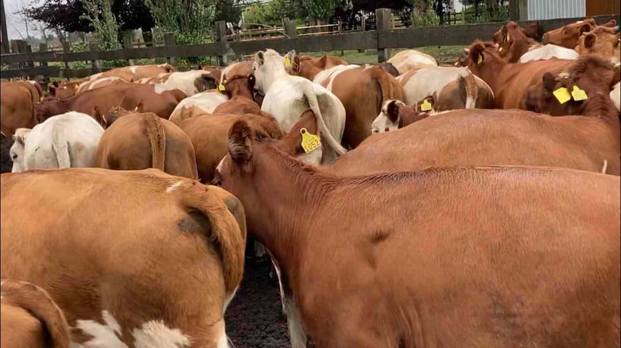 Lote 63 Vaquilla Engorda en Puerto Octay, X Región Los Lagos