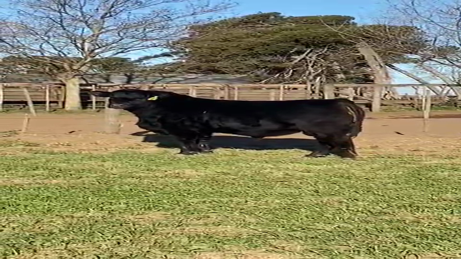 Lote TOROS PUROS DE PEDIGREE