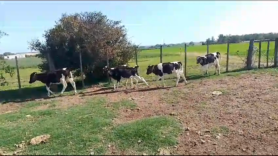 Lote (Vendido)10 Terneros y Terneras Holando a remate en Pantalla Camy en Carreton