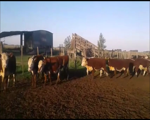 Lote 79 Novillitos de 260/265 Kg, en Saladillo, Buenos Aires