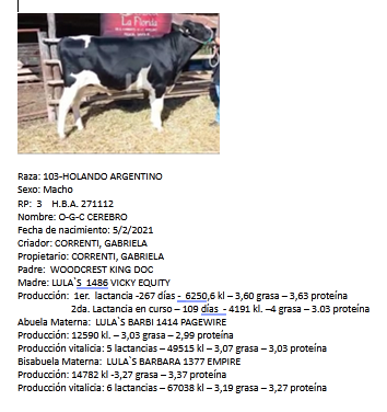 Lote Toros - Establecimiento La Florida