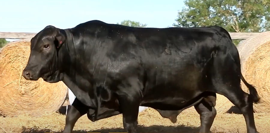 Lote TOROS DE 2 AÑOS