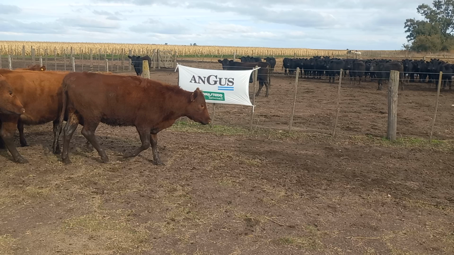Lote 45 Vaquillonas en Laprida