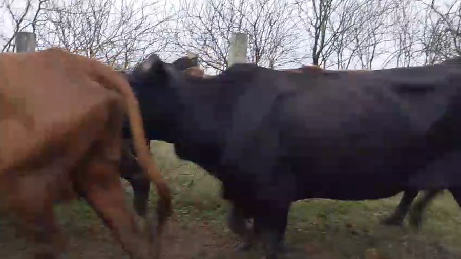Lote 31 Vacas de invernar en Santa Fe, Vera
