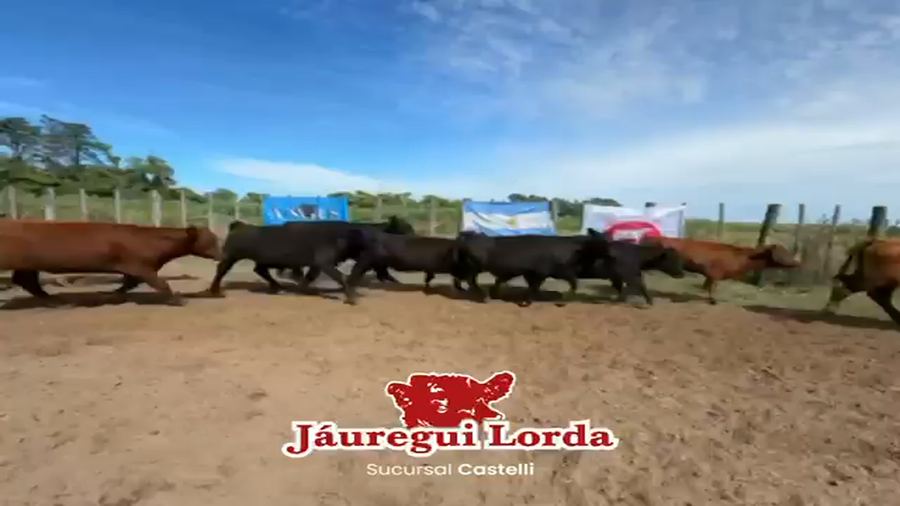 Lote 110 Terneros
