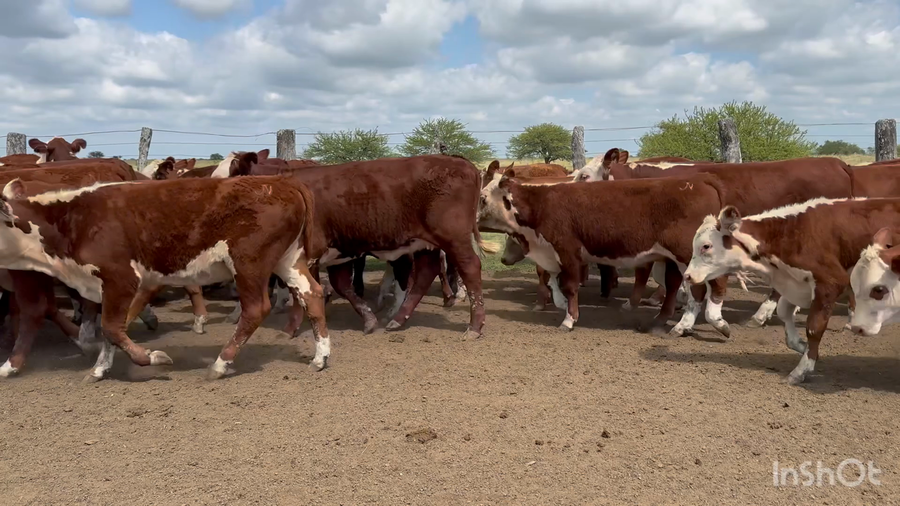 Lote 160 Terneras en Corrientes, Curuzu Cuatia