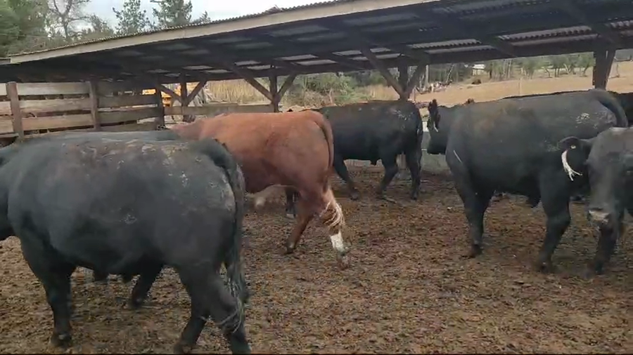 Lote 40 Novillo Gordo en Los Ángeles, VIII Región Biobío