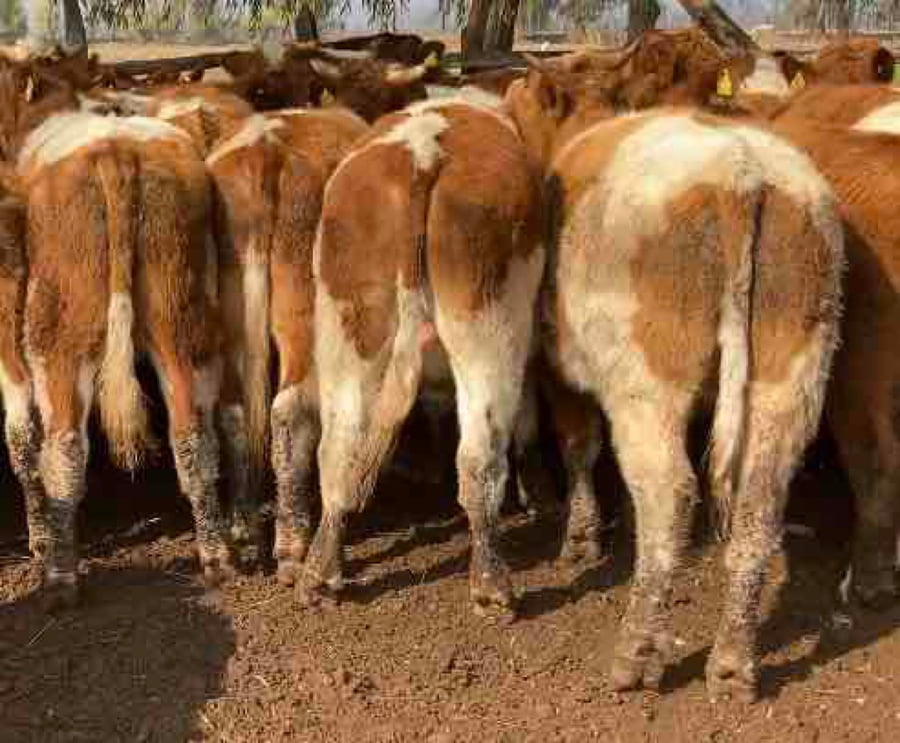 Lote 50 Novillo Engorda en María Pinto, Región Metropolitana