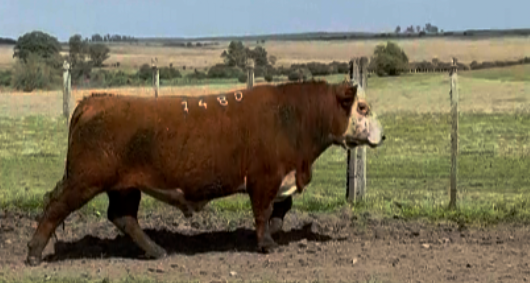 Lote Polled Hereford