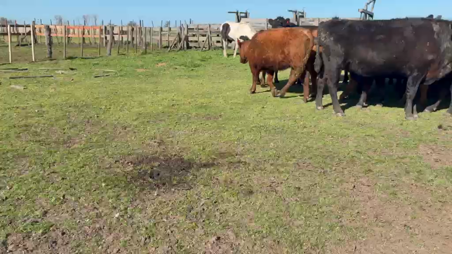 Lote 37 Vacas preñadas en Buenos Aires, 25 de Mayo