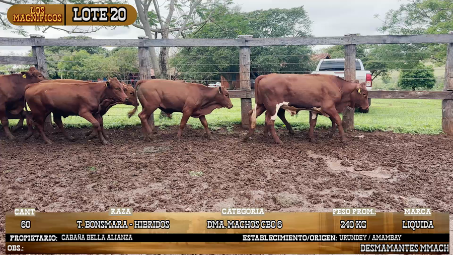 Lote LOTE 20