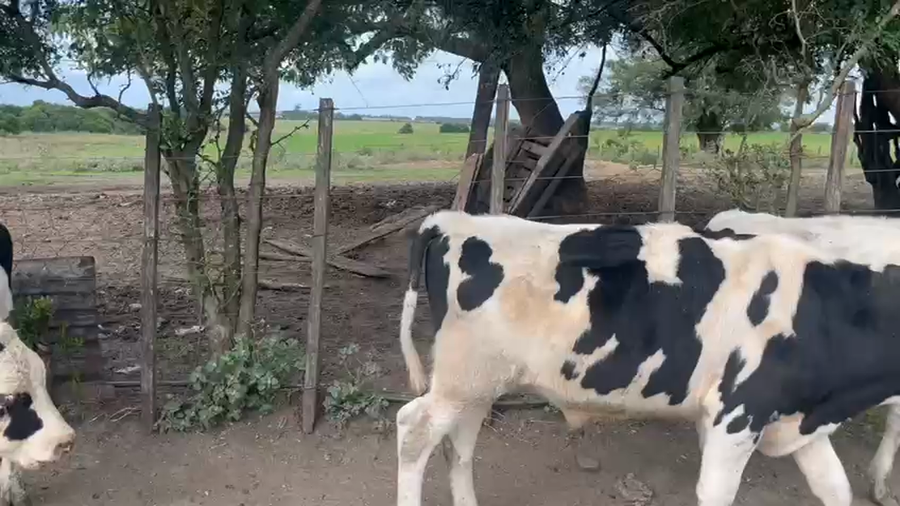 Lote 15 Terneros y Terneras a remate en Pantalla Camy en Ruta 4 Km 113