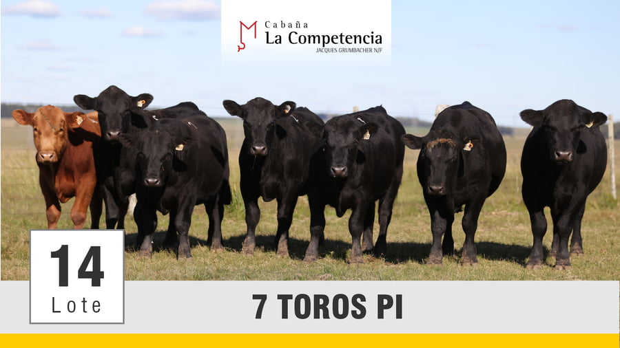 Lote (Vendido)Toros a remate en Subasta Toros de La Competencia, Montevideo
