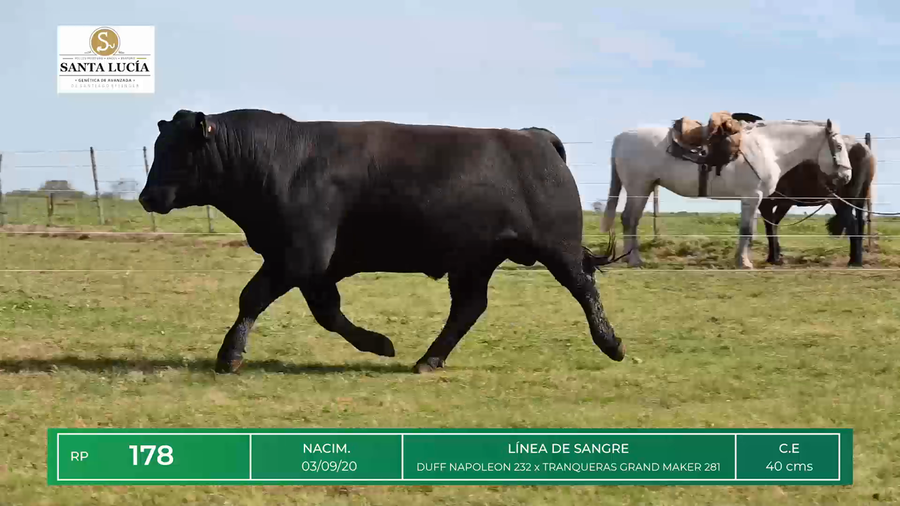 Lote TOROS ANGUS
