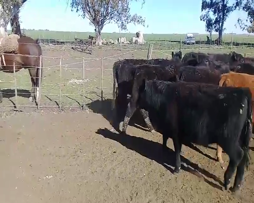 Lote 30 Novillitos y vaquillonas en Benito Juárez, Buenos Aires