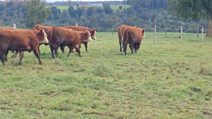 Lote 15 Ternero en Puerto Varas, X Región Los Lagos