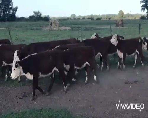 Lote 126 Terneros en Brandsen, Buenos Aires