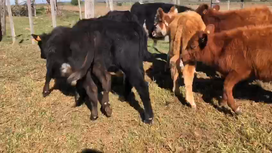 Lote 8 Terneros angus y cruza