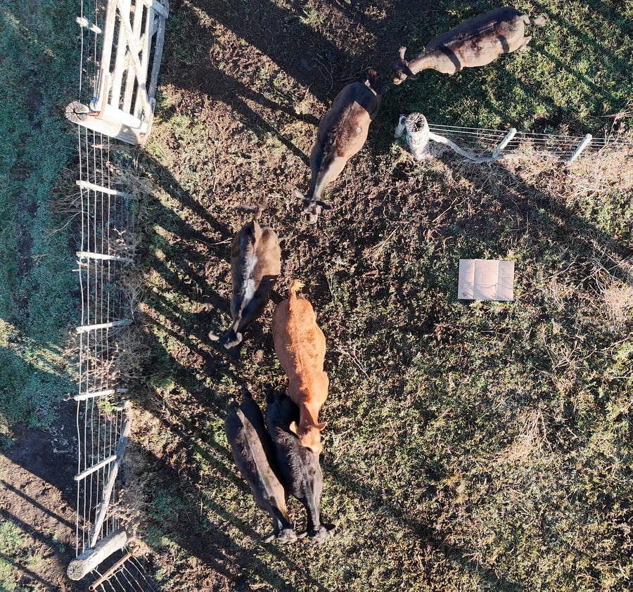 Lote 28 Terneros/as en Lezama