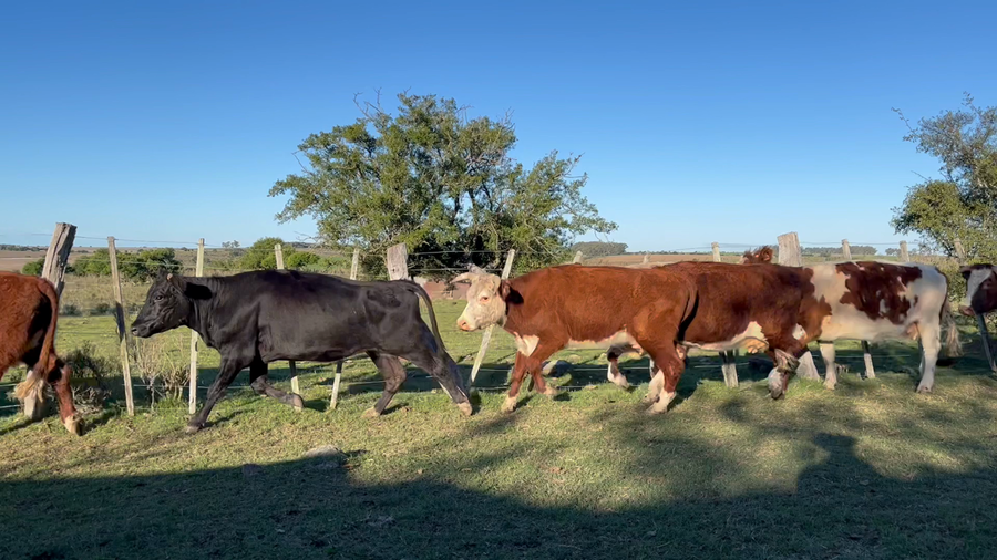 Lote VACA DE INVERNADA