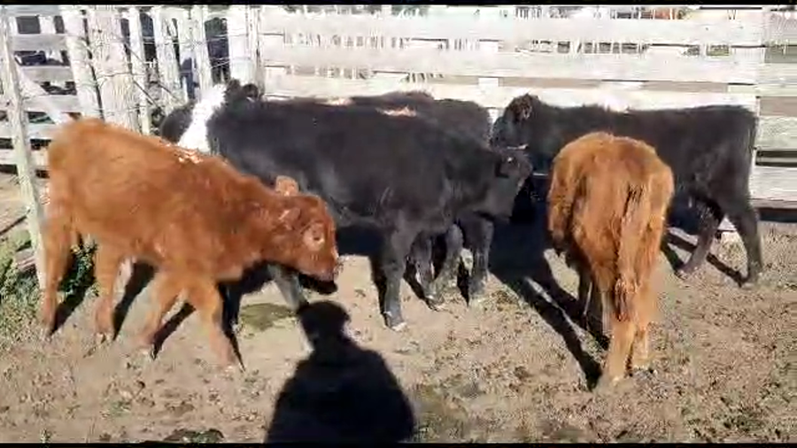 Lote 7 terneras