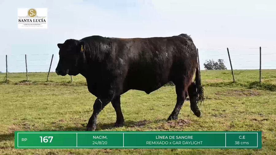 Lote TOROS ANGUS