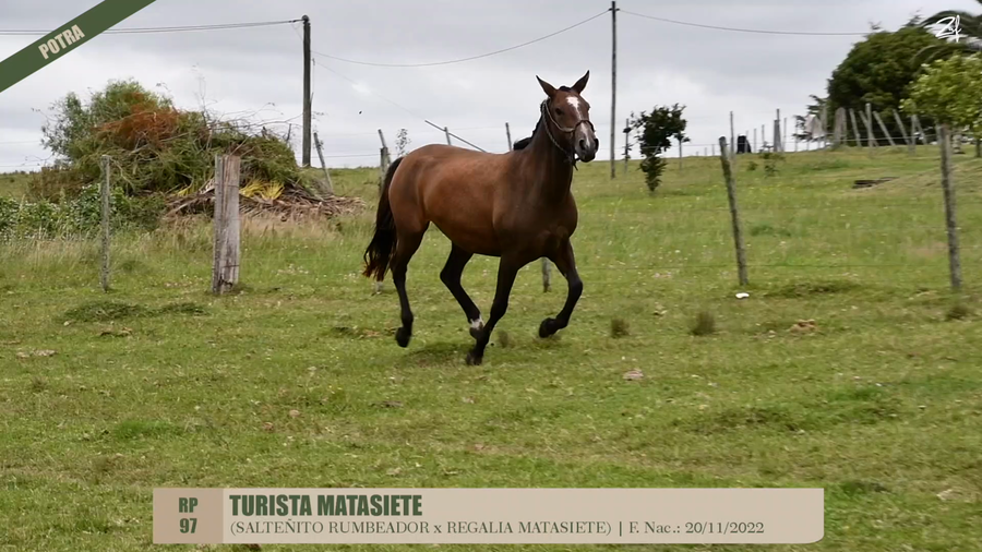 Lote TURISTA MATASIETE