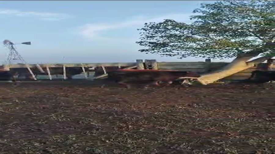 Lote 60 Terneros en Monte, Buenos Aires