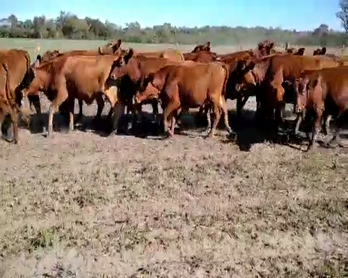 Lote 40 Vaquillonas en El Colorado, Formosa