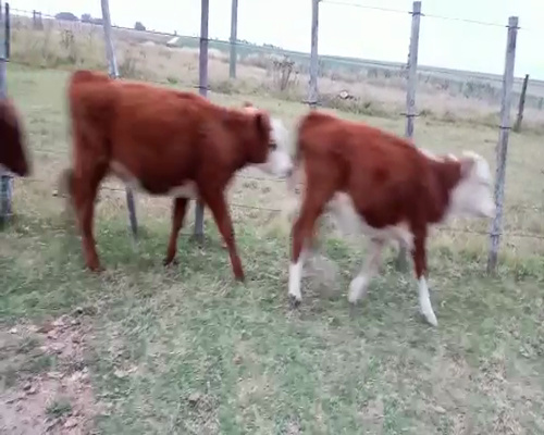Lote 10 Terneras HEREFORD Y ANGUS a remate en Pantalla Camy 130kg - , San José
