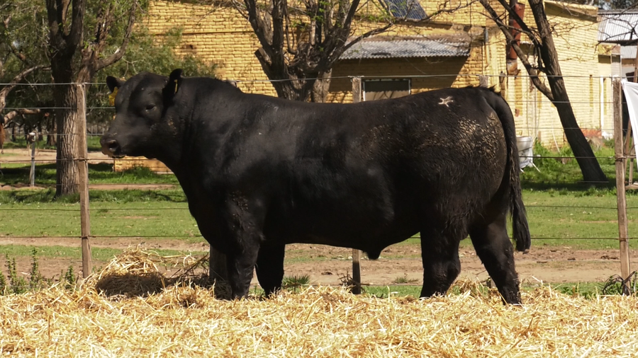 Lote TOROS PUROS CONTROLADOS