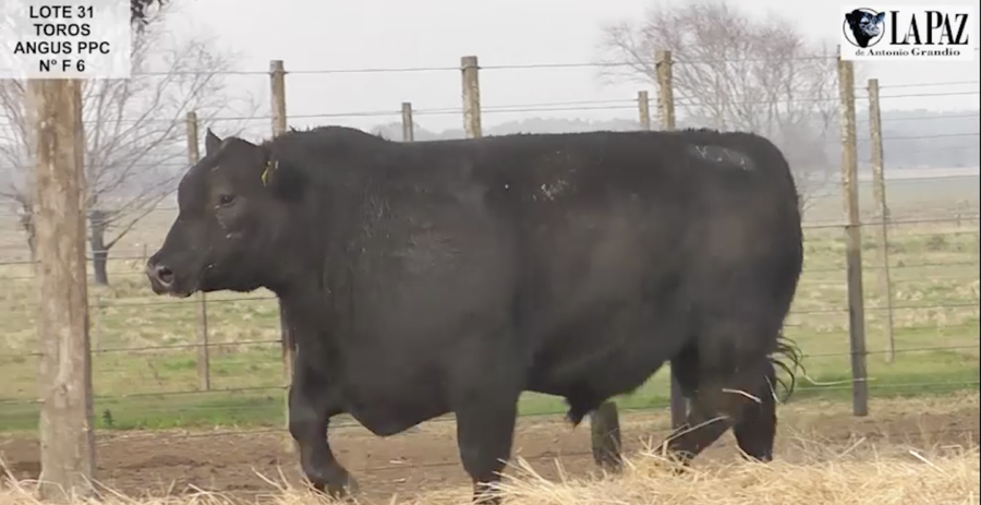 Lote TOROS PUROS POR CRUZA