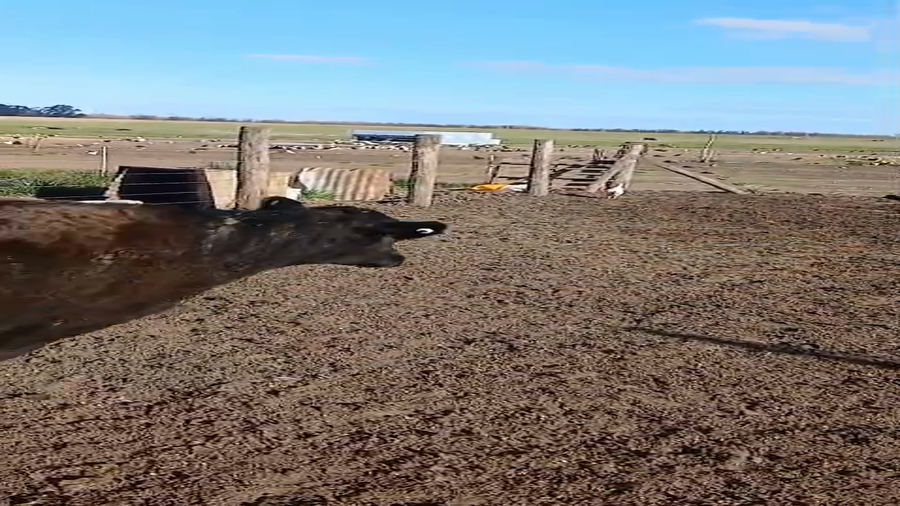Lote 100 Vaquillonas en Coronel Suarez, Buenos Aires