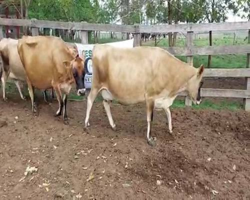 Lote 3 Vaca YERSEY a remate en Remate Elite por Pantalla de Ganado Lechero 450kg - , San José