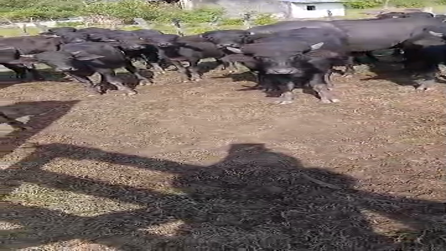 Lote 77 Búfalos