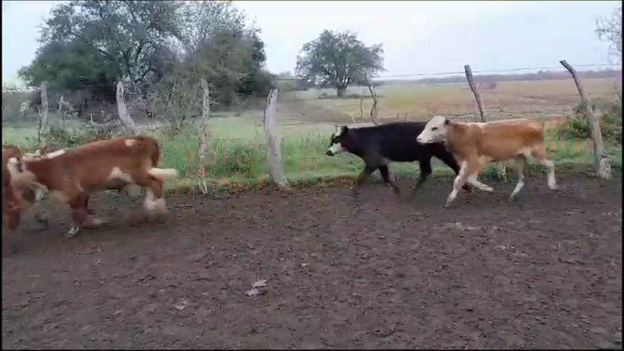 Lote 120 Terneros en Villaguay, Entre Ríos