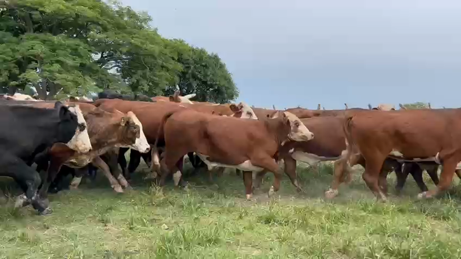 Lote 37 Novillitos/Novillos en Corrientes, Col. C. Pellegrini