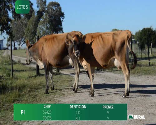 Lote VACAS  EN PRODUCCIÓN