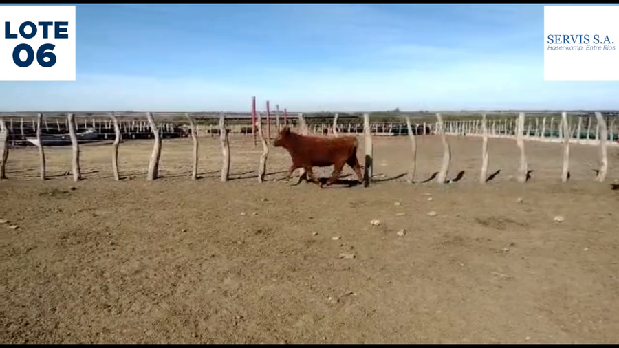 Lote Lote 6  - Servis SA: Vaquillas para entorar