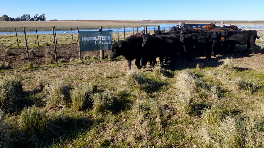 Lote 25 Terneros en Buenos Aires, Laprida