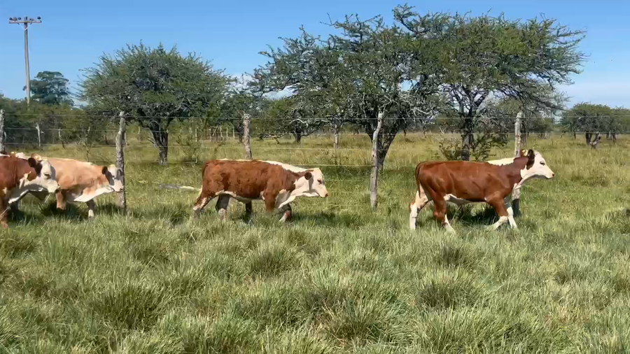 Lote 12 Terneros