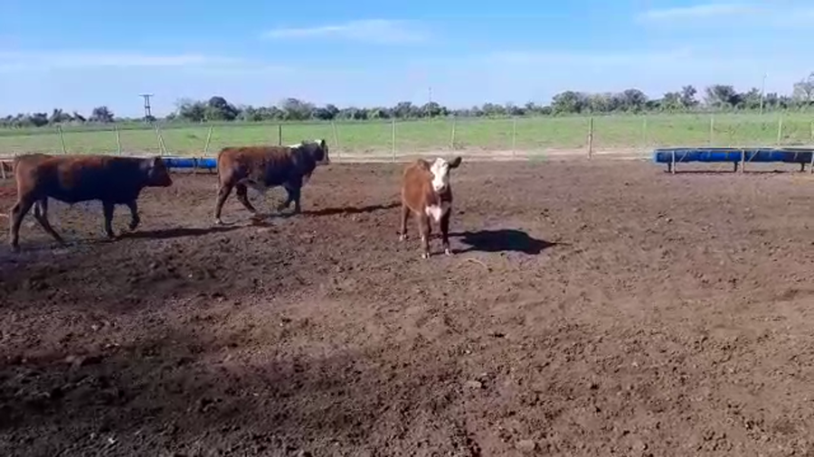 Lote 29 Terneros en Santa Fe, Sunchales