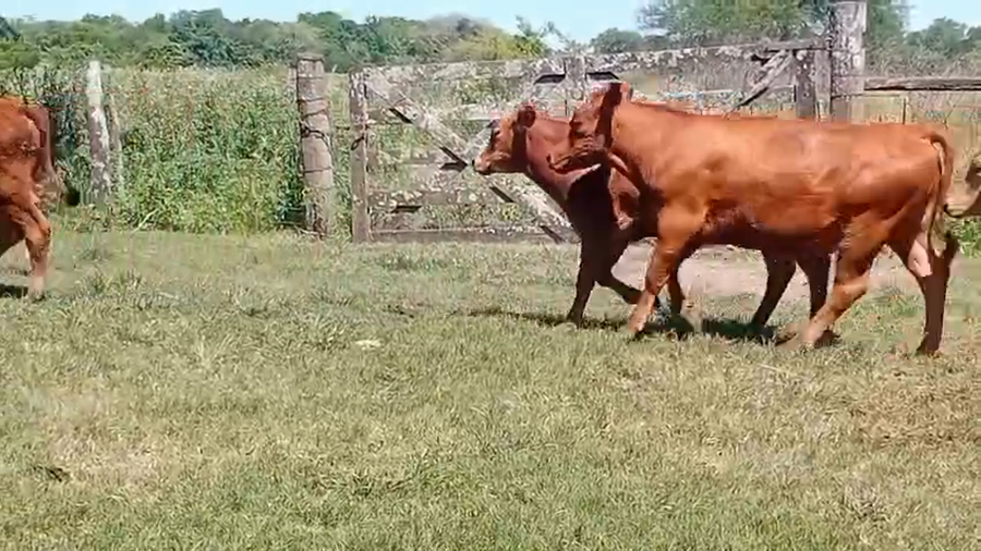 Lote 108 Terneros en Chaco, Laguna Blanca